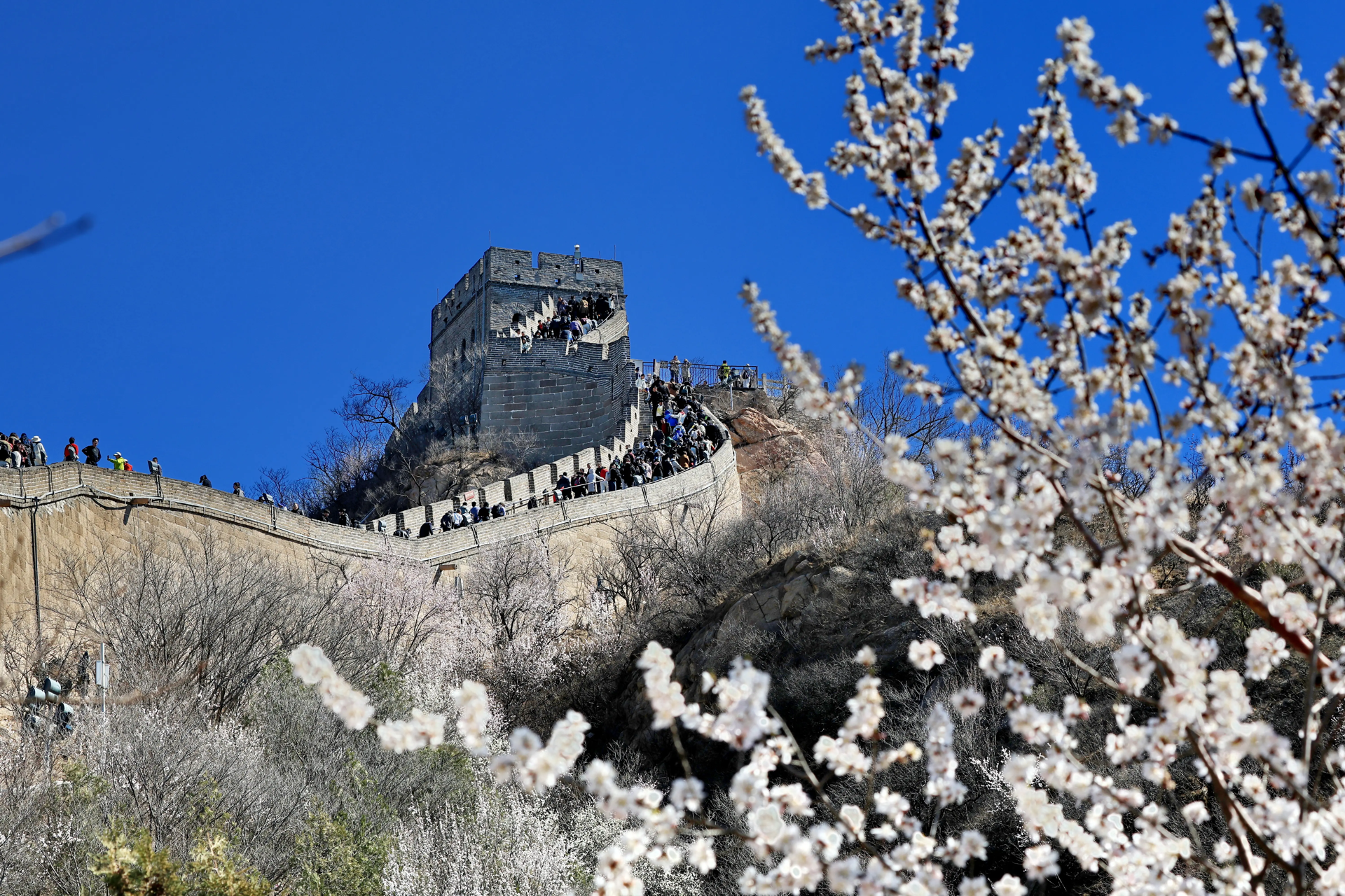 Badaling Great Wall in spring blossoms